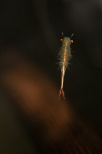 Chirocephalus diaphanus
