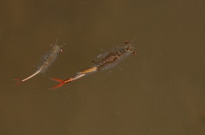 Chirocephalus diaphanus