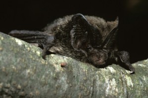 Barbastelle