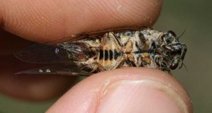 Tettigetta argentata