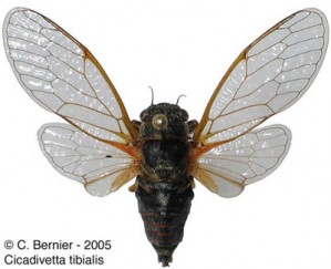 C-tibialis