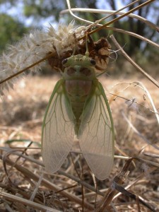 Lyristes11