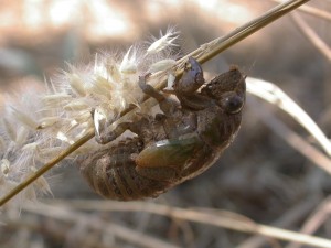 Lyristes1