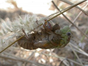 Lyristes4
