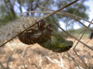 Lyristes5