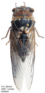 L_plebejus_Web3