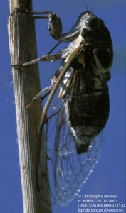 lyristes2