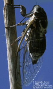 lyristes