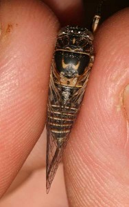 Tettigetta argentata
