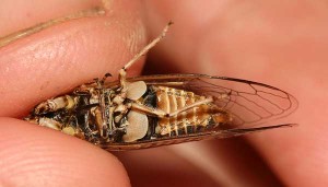 Tettigetta argentata