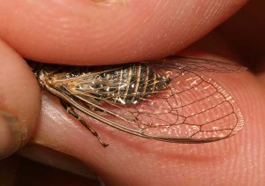Tettigetta argentata