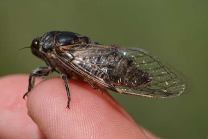 Tettigetta argentata
