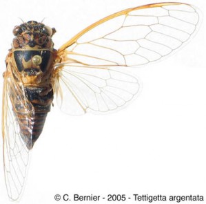 T-argentata
