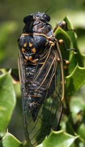 T-garricola