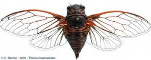 T_haematodes