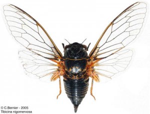 T-nigronervosa