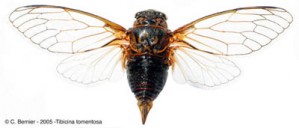 T-tomentosa2