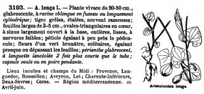 paucinervis