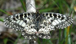 Zerynthia polyxena