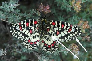 Zerynthia rumina