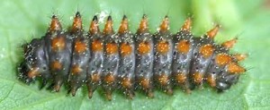Zerynthia rumina