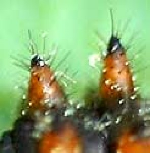 Zerynthia rumina