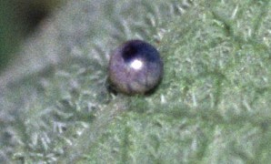 Oeuf de Zerynthia rumina