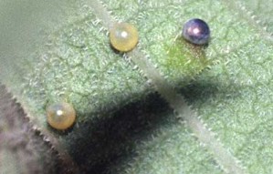 Oeufs de Zerynthia rumina