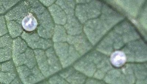 Oeufs Zerynthia polyxena