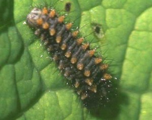 Chenille Zerynthia polyxena