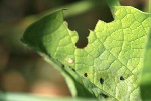 indices Chenille Zerynthia polyxena