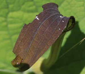 indices Chenille Zerynthia polyxena