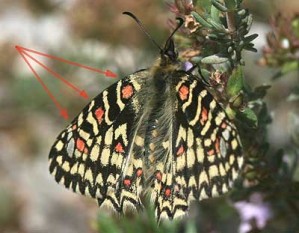 Zerynthia rumina
