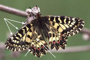 Zerynthia polyxena
