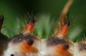 Zerynthia rumina