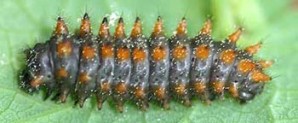 Zerynthia rumina