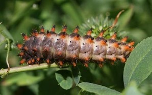 Chenille Zerynthia polyxena