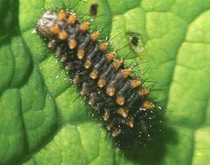 Chenille Zerynthia polyxena
