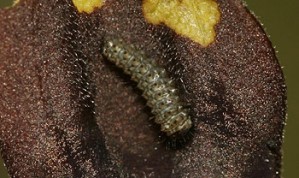 Chenille Zerynthia polyxena