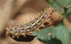 Zerynthia rumina