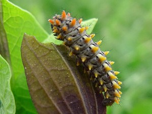 Zerynthia rumina