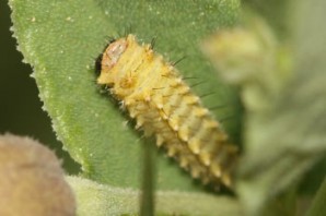 Zerynthia rumina