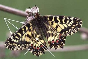 Zerynthia polyxena