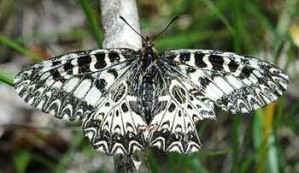 Zerynthia polyxena