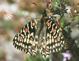 Zerynthia rumina