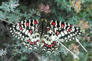 Zerynthia rumina