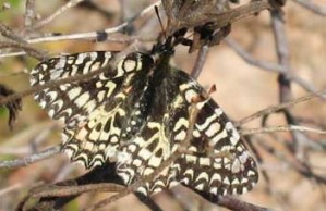 Zerynthia rumina