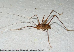 Dolichopoda