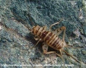Gryllomorpha uclensis
