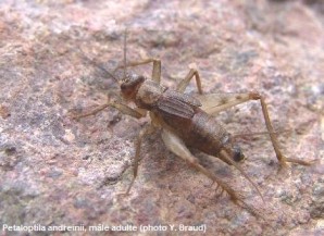 Petaloptila